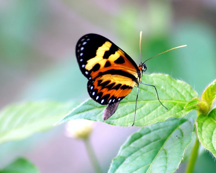 a close up of a erfly on a leaf