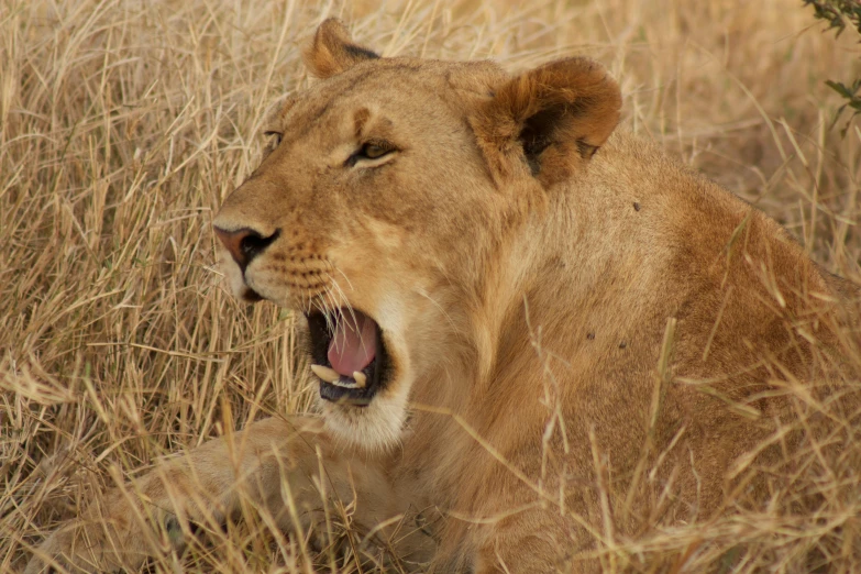 there is a male lion that is showing teeth