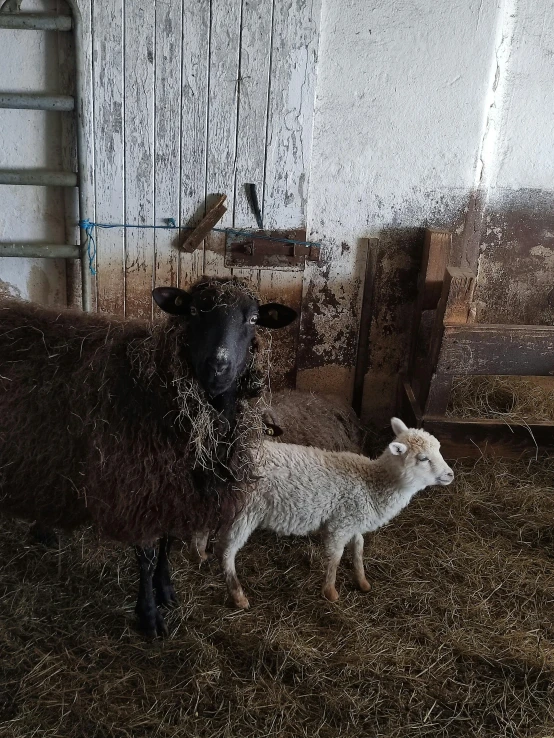 a goat and a lamb stand together in a barn