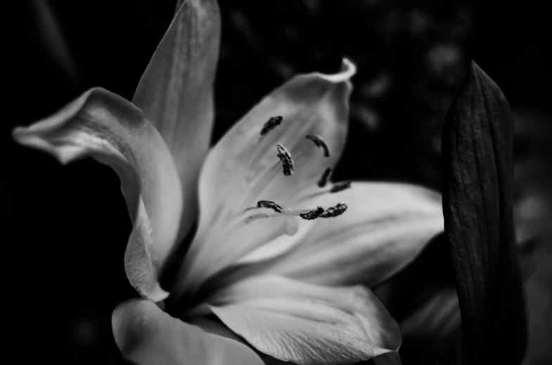 an iris flower in black and white with a black background