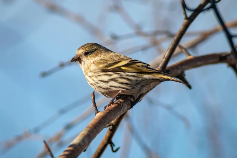 the small bird is sitting on the tree nch