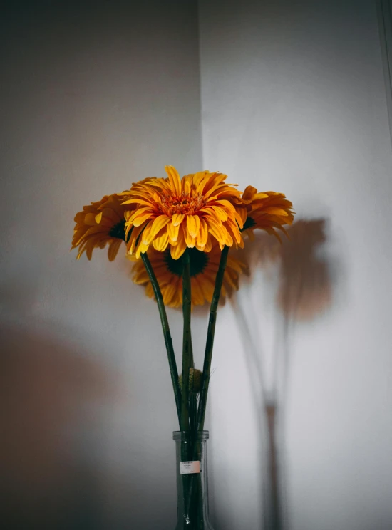 yellow flowers in a vase with long stems against a gray wall