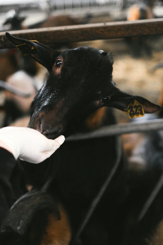 the ear of a black and brown dog next to a man in white gloves