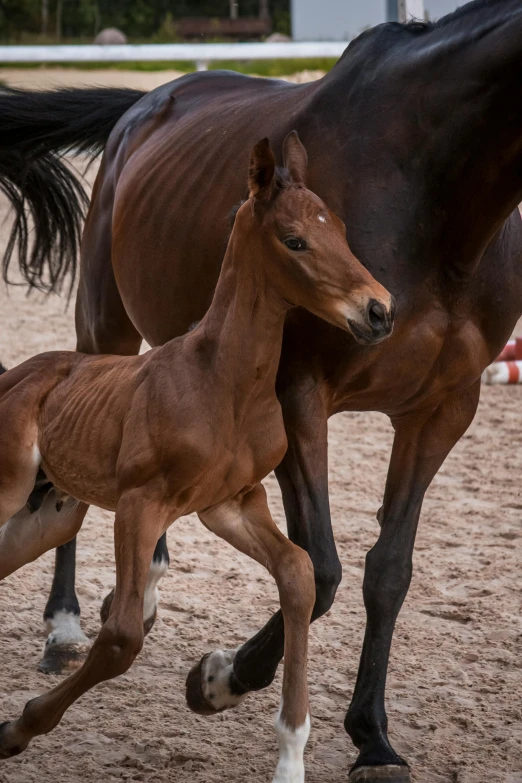 a baby horse stands in front of an adult horse