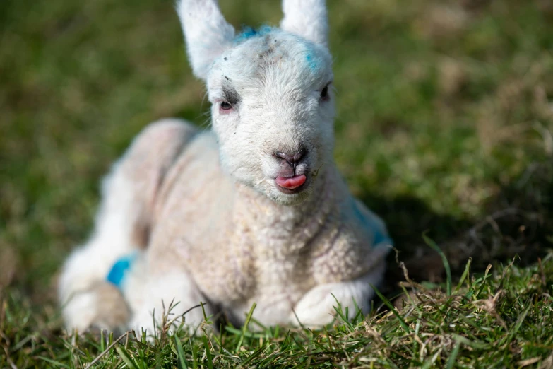 the baby sheep looks very happy as it lays in the grass