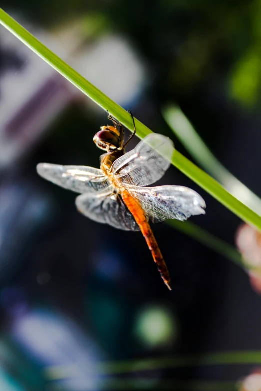 a dragon flys around an empty green blade