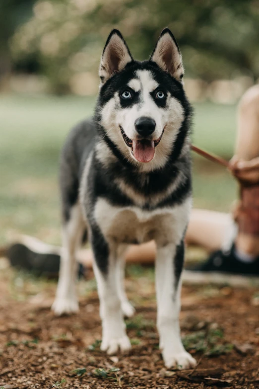 the husky dog is standing in the dirt