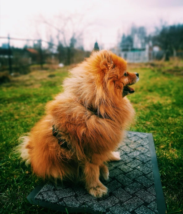 a dog sitting on top of a piece of tile