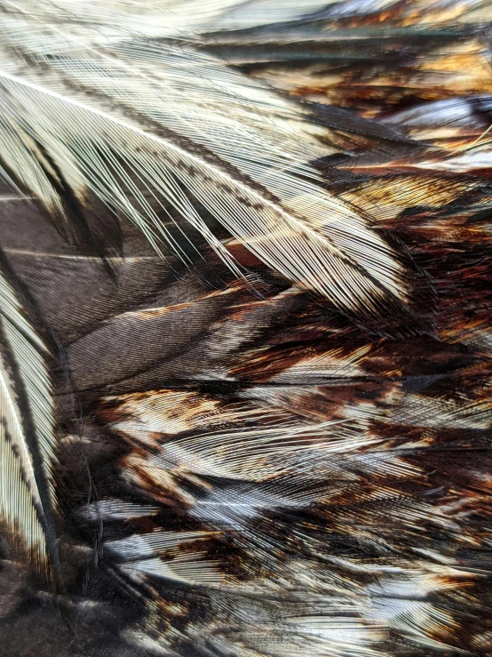 feathers are shown in brown, gold and white colors