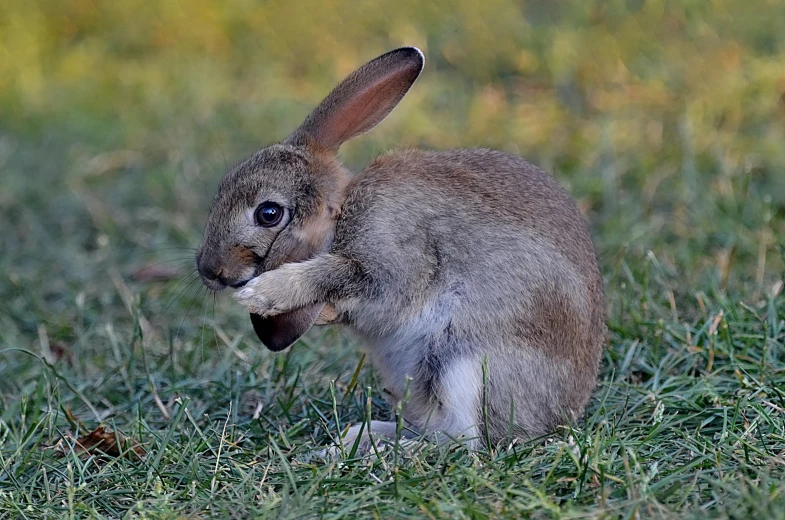 a little bunny with its tongue out sitting in the grass