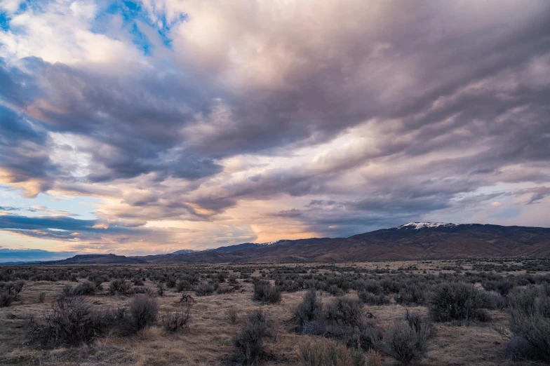 a scenic landscape with scrub brush and mountains in the distance