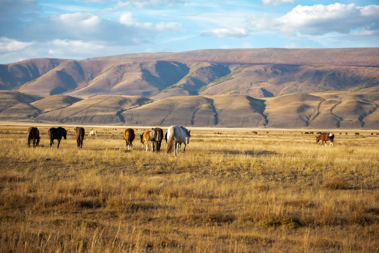 a herd of horses graze on grass near mountains