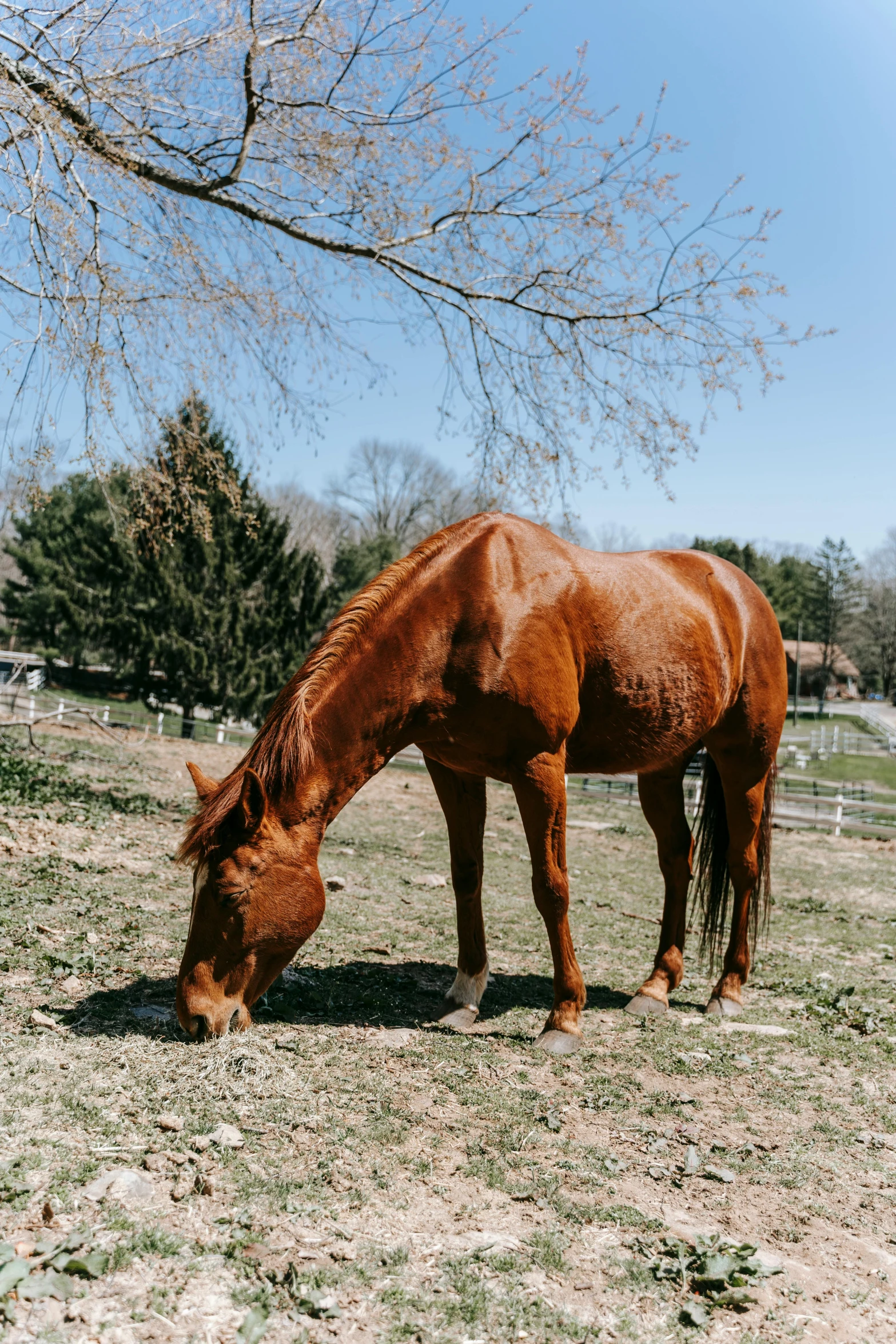 a horse grazing in an open field in the day