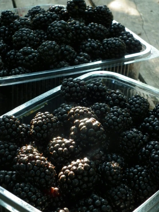 some bins filled with a bunch of ripe blackberries