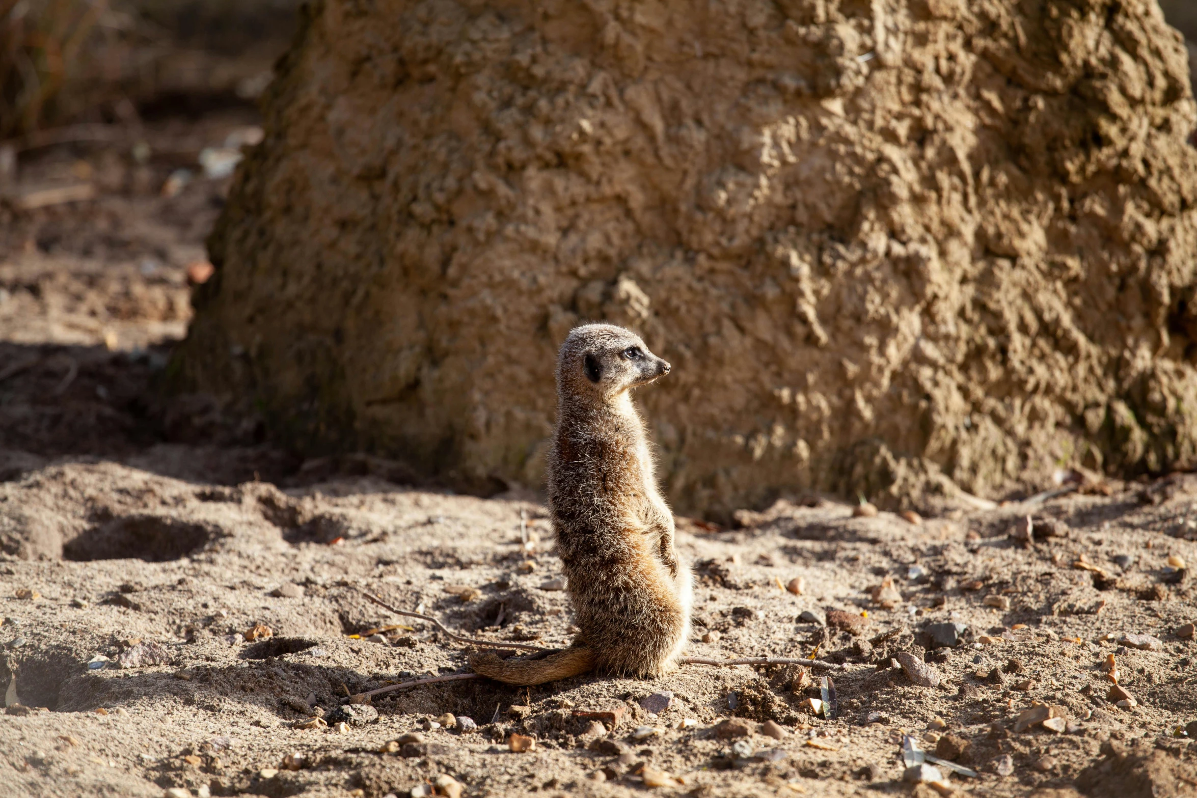 a small gray and white animal sitting in the sand