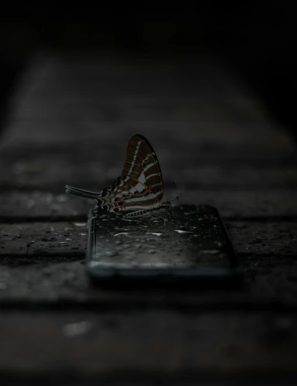 a erfly rests on a cell phone next to water