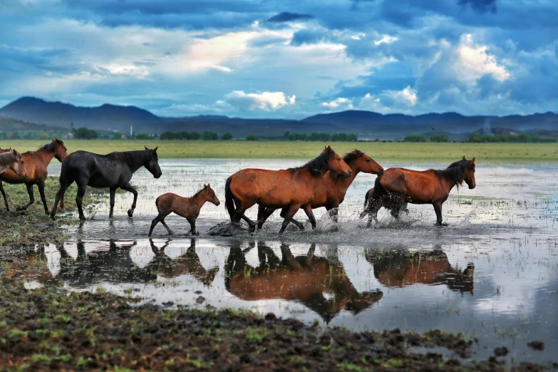 horses in water with hills and clouds in the background