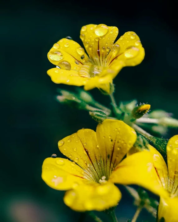 yellow flowers with water drops on them