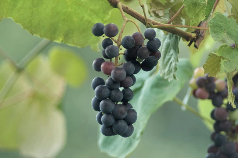 closeup of gs on a vine in an outdoor setting