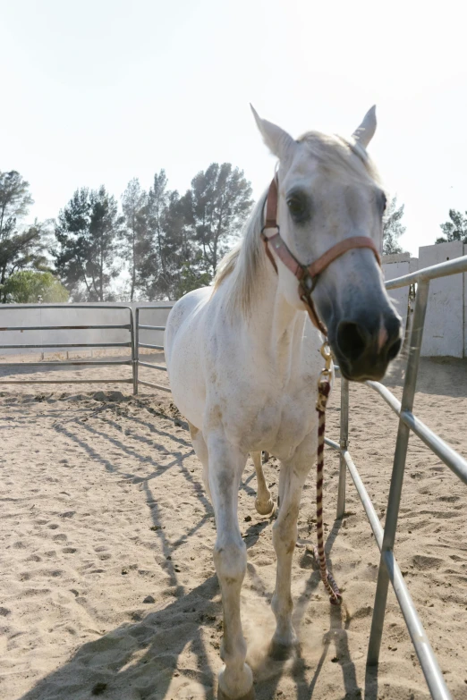 the horse is wearing a bridle that matches his coat and nose