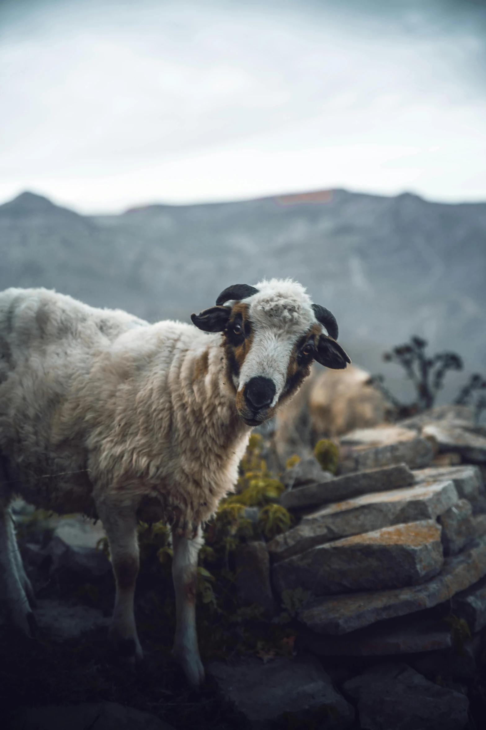 a sheep standing next to rocks near the ocean