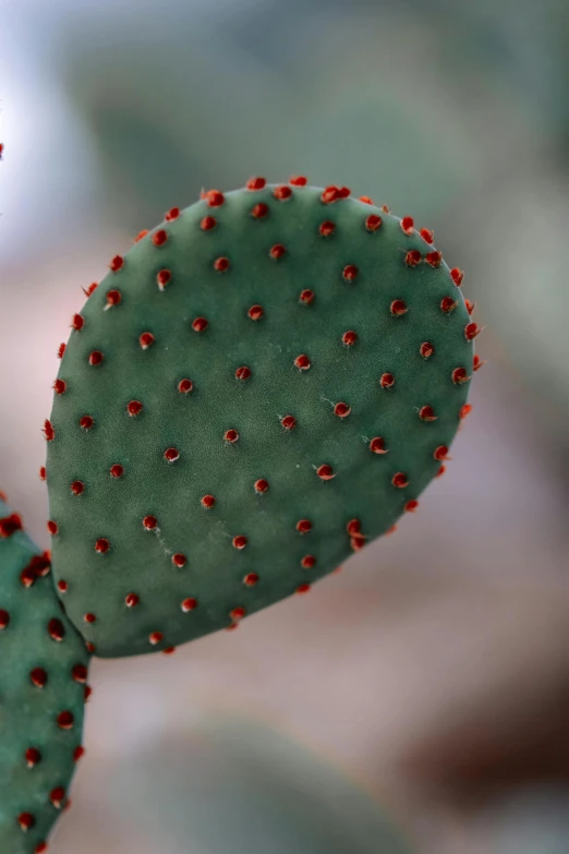 this green plant has little red spots on it's skin