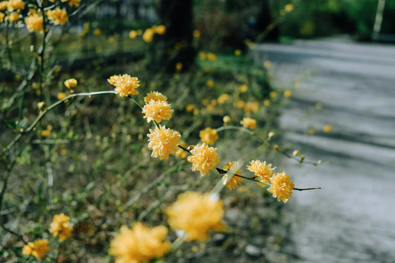 small flowers are growing in the foreground on the road