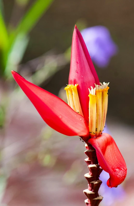 a red flower blooming with purple flowers in the background