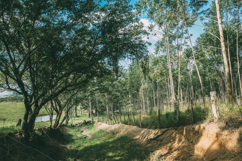 the dirt path is near some trees with no leaves