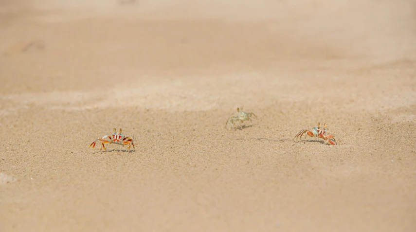 several small, colorful animal walking on sandy beach