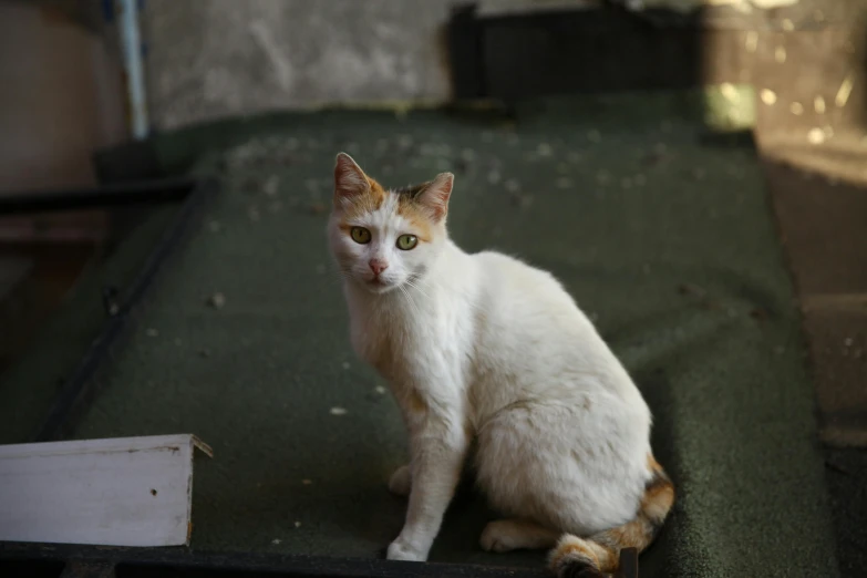 a white and brown cat sitting on the ground