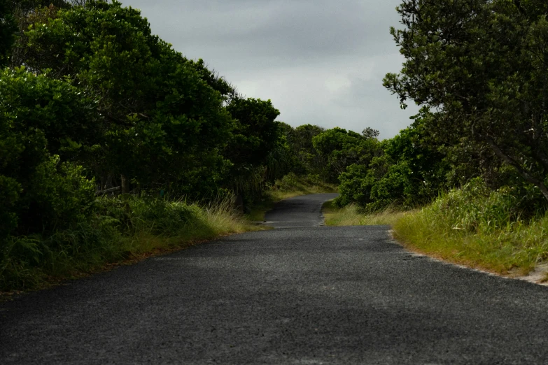 the road has an empty curve on one side and trees along the other