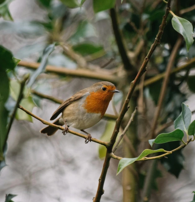 a bird is sitting on a small nch