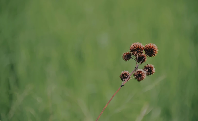 the two flowers are standing up in the grass