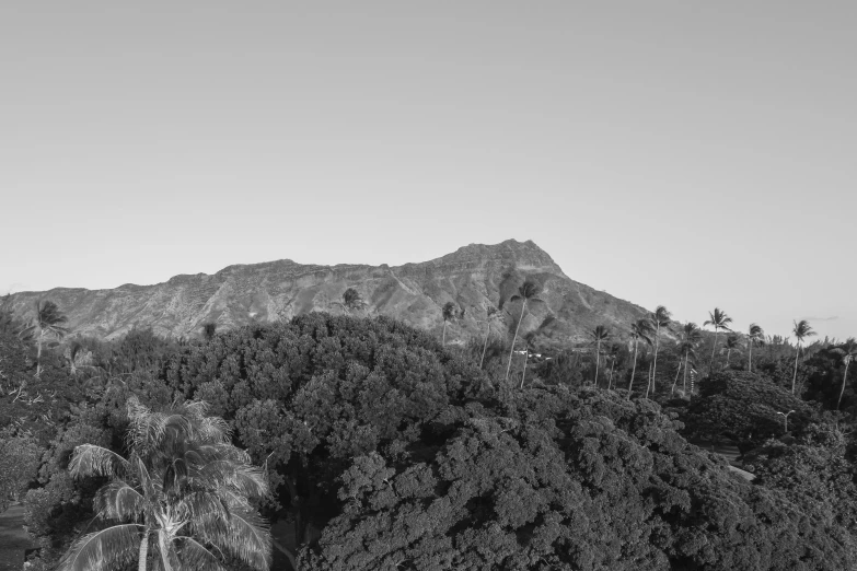 black and white pograph of a mountaintop with palm trees