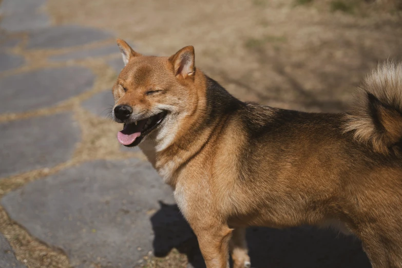 a large brown dog standing on top of a sidewalk