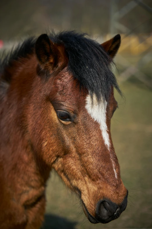 a horse with brown and white markings on its face