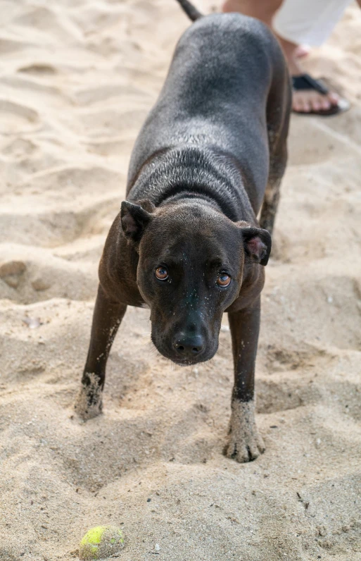 a dog on the beach with its head in the sand