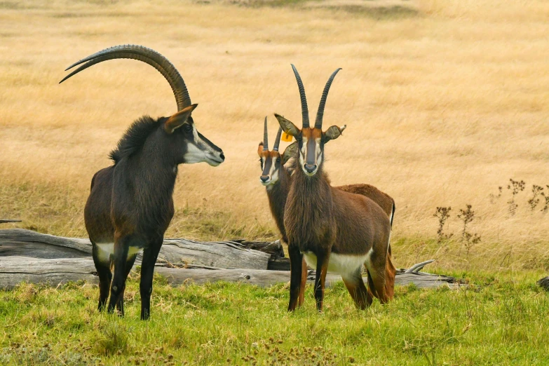 two goats standing in the grass near a fallen log