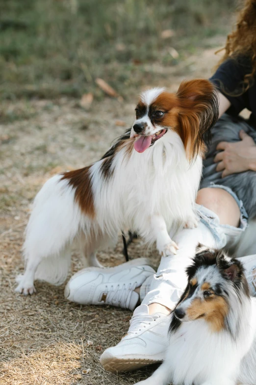 a woman holds a dog next to two small dogs