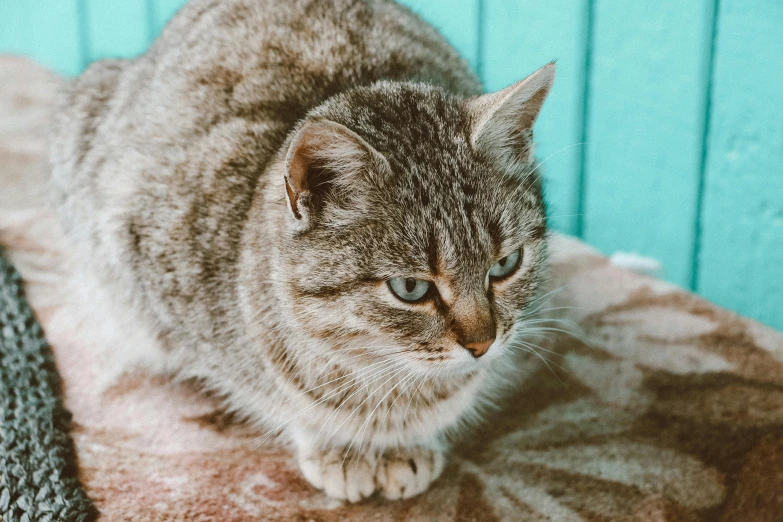 a cat sitting on top of a chair next to some kind of cushion