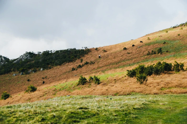 hills covered with grass and trees on a hill side