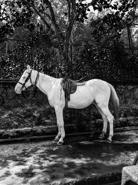a black and white po of a horse on the ground