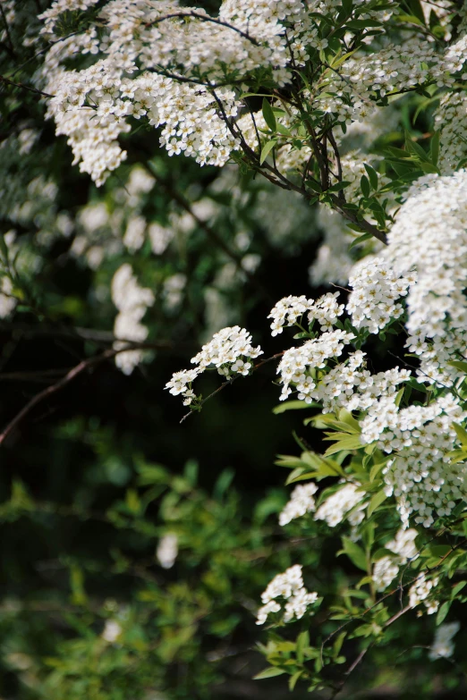 large white flowers and nches with green leaves