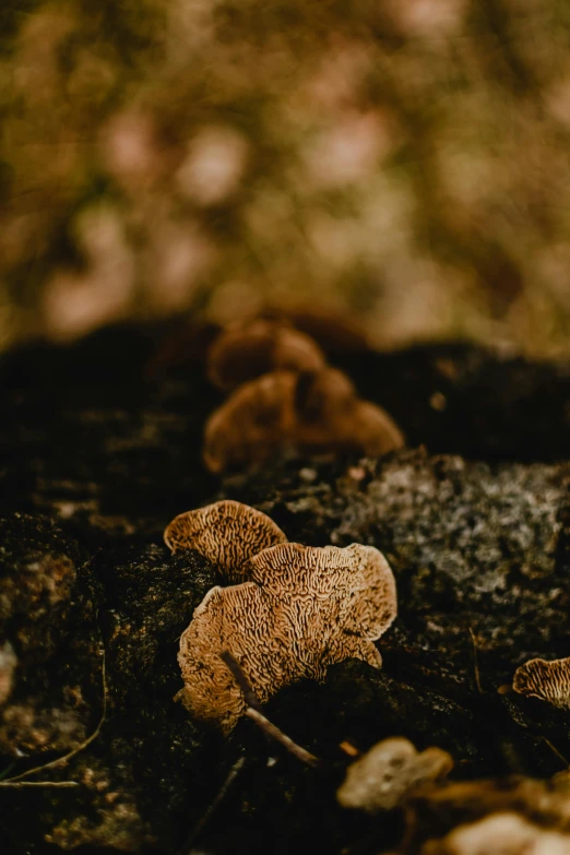 small mushrooms growing in the rocks near some trees