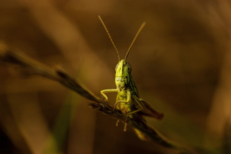 a praying mantiss mantiscus sits on the twig of a tree