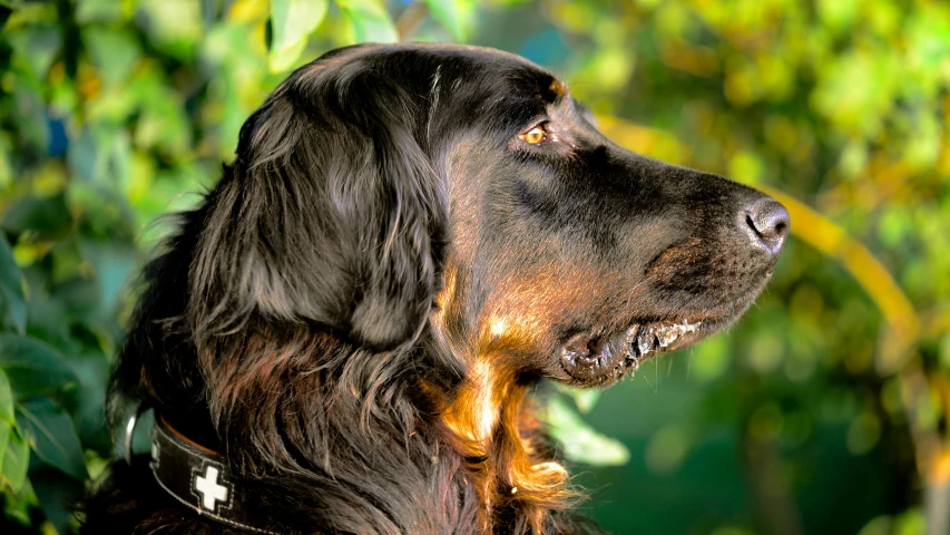 a dog in the green bushes with its collar around it's neck