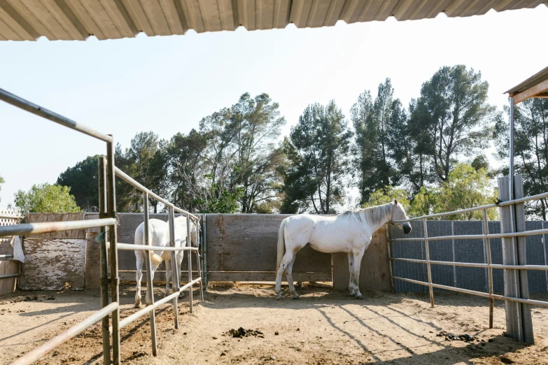 two white horses stand by a fenced area