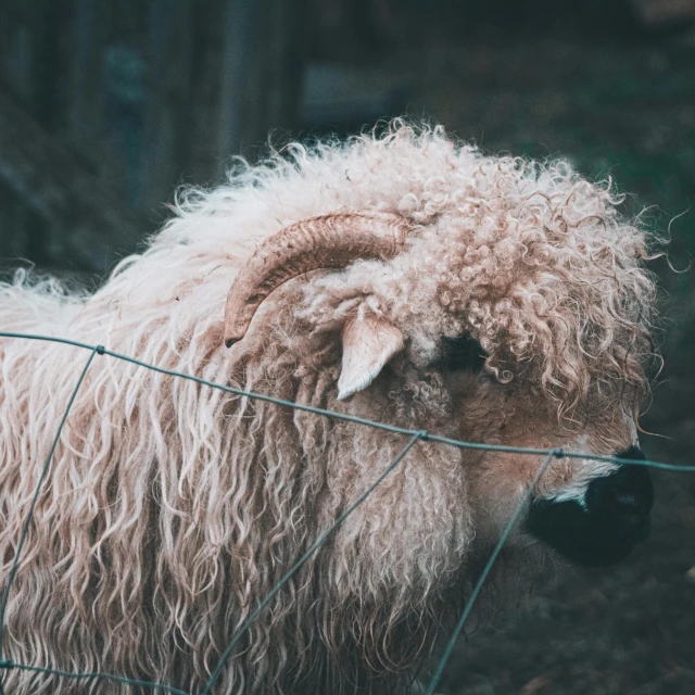 a furry animal is standing behind a wire fence