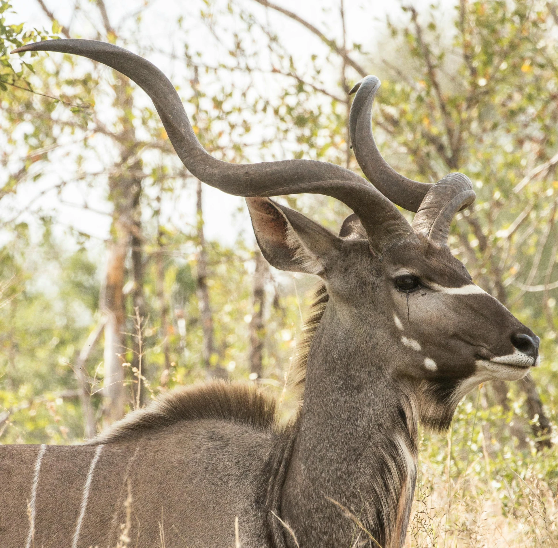 the antelope is standing tall in the grass